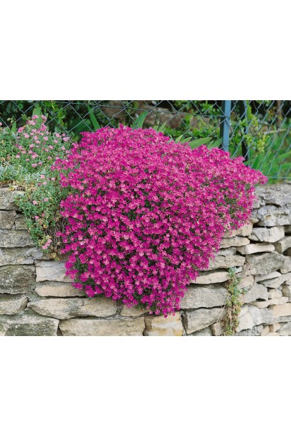 Обриета Red Cascade